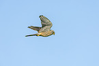 kestrel