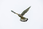 kestrel