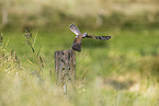 kestrel