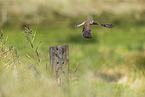 kestrel
