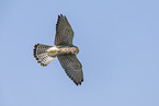 kestrel