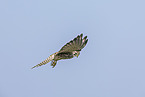 kestrel