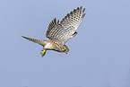 kestrel