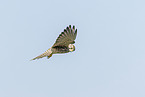 kestrel