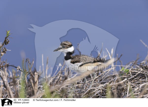 killdeer plover / FF-12883