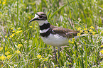 killdeer plover