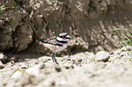 killdeer plover