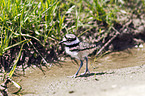 killdeer plover