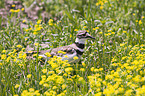 killdeer plover