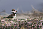 killdeer plover