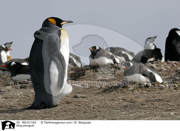 king penguin / RS-01182