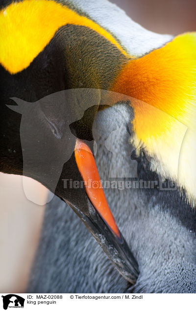 king penguin / MAZ-02088