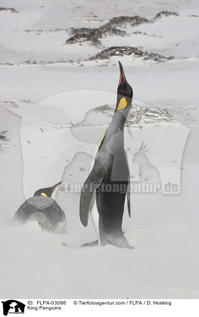 King Penguins / FLPA-03086