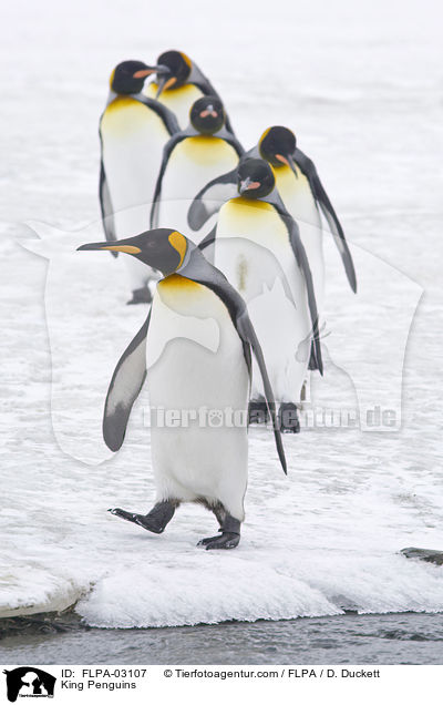 King Penguins / FLPA-03107