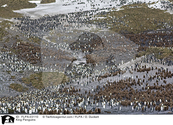 Knigspinguine / King Penguins / FLPA-03110