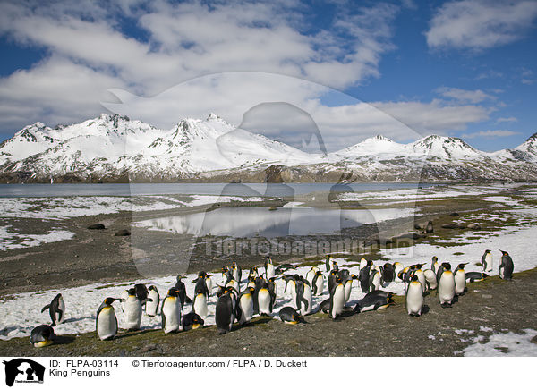King Penguins / FLPA-03114