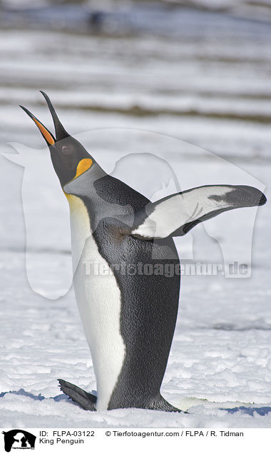 King Penguin / FLPA-03122