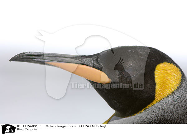Knigspinguin / King Penguin / FLPA-03133