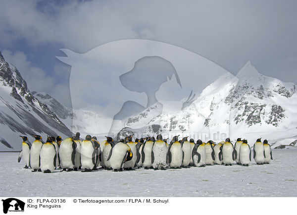 King Penguins / FLPA-03136
