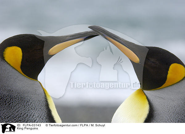 King Penguins / FLPA-03143