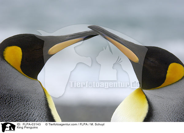 Knigspinguine / King Penguins / FLPA-03143