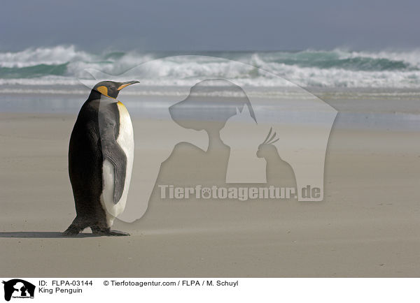 King Penguin / FLPA-03144