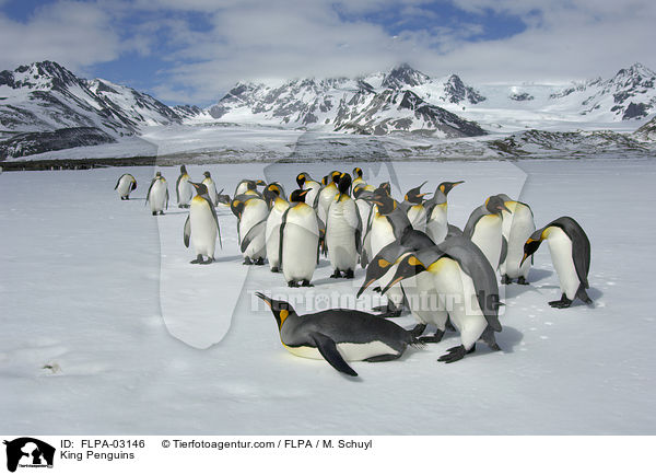 Knigspinguine / King Penguins / FLPA-03146