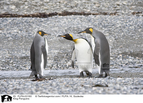 Knigspinguine / King Penguins / FLPA-03160