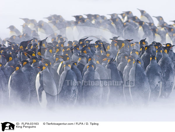 King Penguins / FLPA-03163