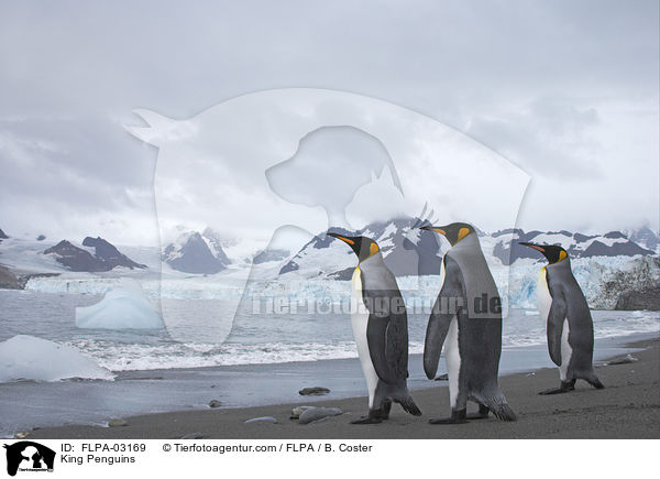 King Penguins / FLPA-03169