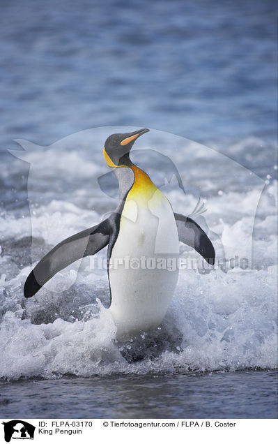 King Penguin / FLPA-03170
