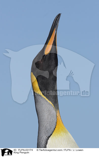 Knigspinguin / King Penguin / FLPA-03174