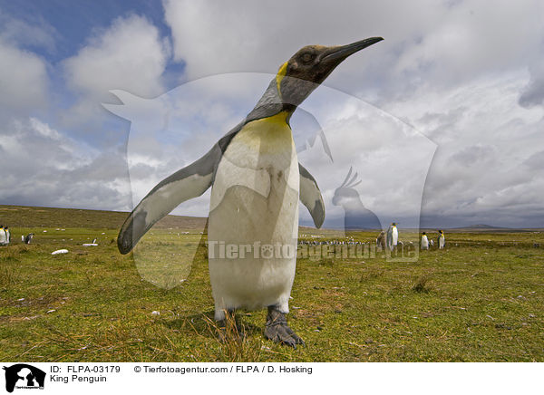 Knigspinguin / King Penguin / FLPA-03179