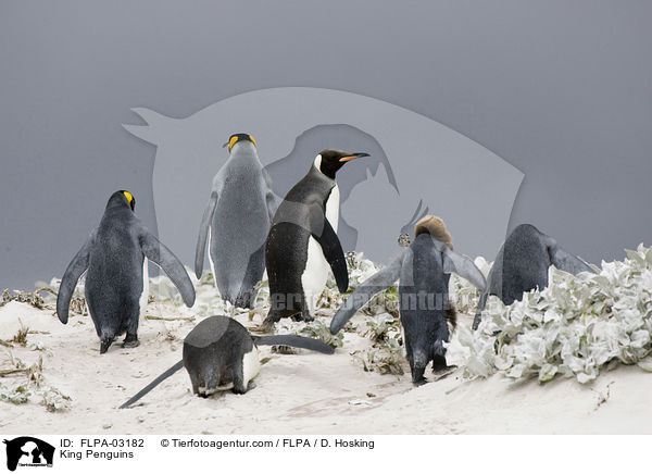 King Penguins / FLPA-03182
