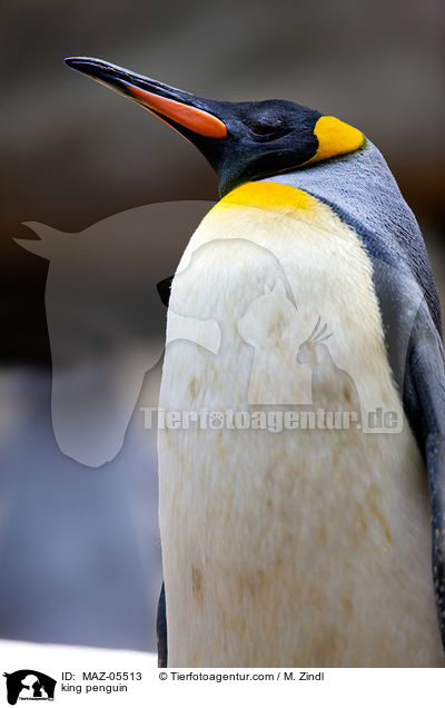 king penguin / MAZ-05513
