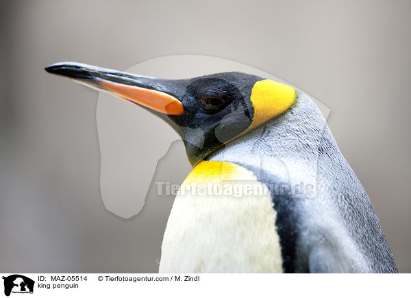 king penguin / MAZ-05514