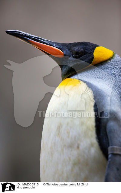 king penguin / MAZ-05515