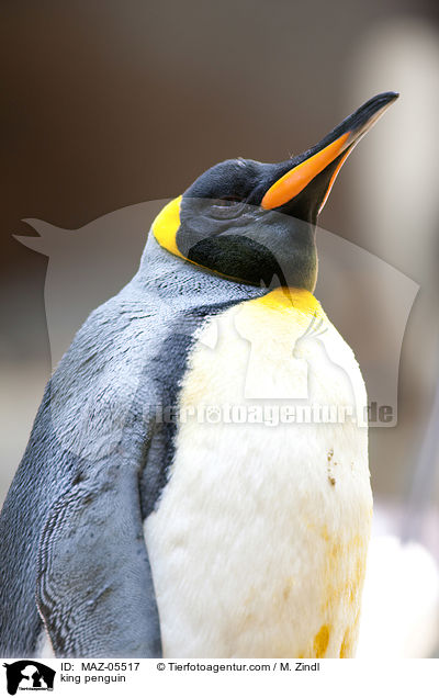 Knigspinguin / king penguin / MAZ-05517