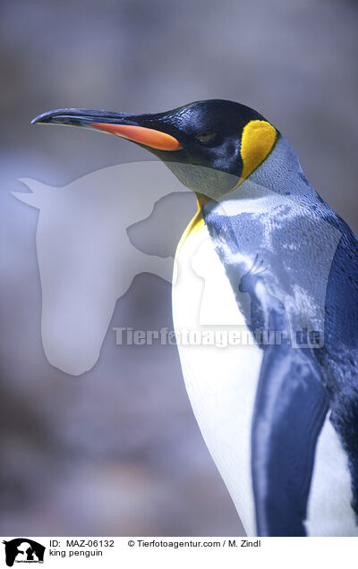 king penguin / MAZ-06132