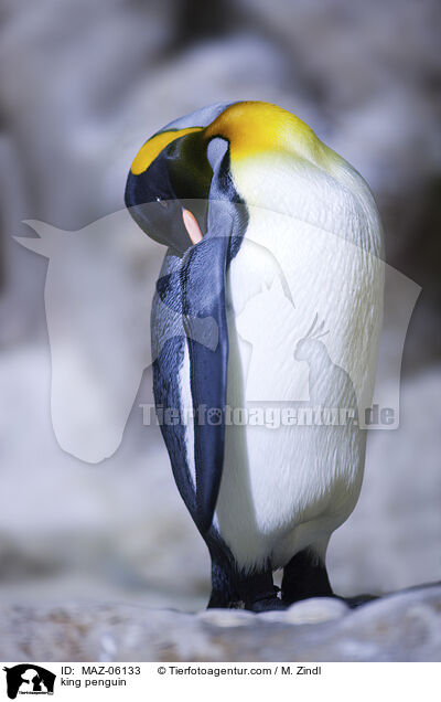 king penguin / MAZ-06133