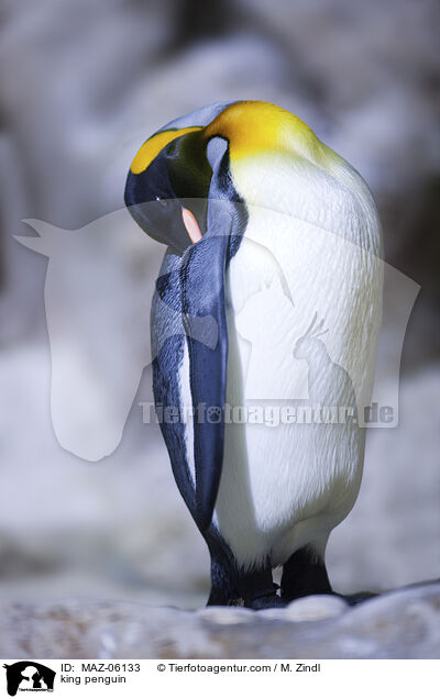 Knigspinguin / king penguin / MAZ-06133