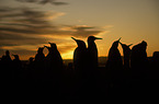 King Penguins