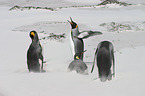 King Penguins