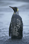 King Penguin