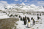 King Penguins