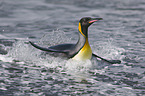 King Penguin