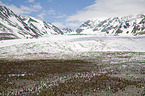 King Penguins