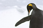 King Penguin