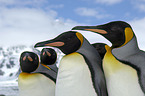 King Penguins