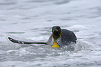 King Penguin